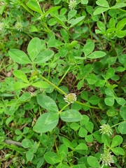 Trifolium glomeratum