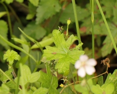 Geranium ornithopodon