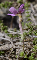 Jamesbrittenia calciphila