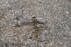 Paragomphus flavohamatus