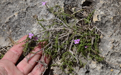 Jamesbrittenia calciphila