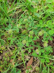 Trifolium glomeratum