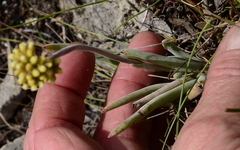 Crassula nudicaulis