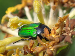 Leucocelis haemorrhoidalis