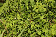 Geranium ornithopodon