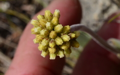 Crassula nudicaulis
