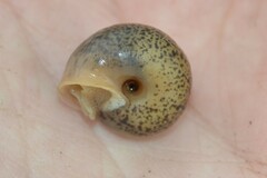 Fruticicola fruticum