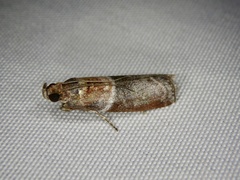 Addyme confusalis