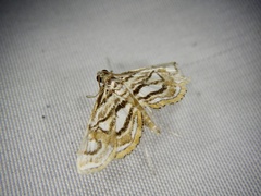 Paracymoriza prodigalis