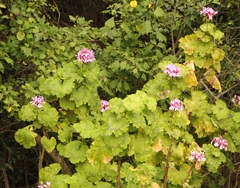 Pelargonium zonale