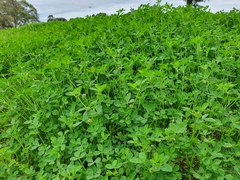 Trifolium glomeratum