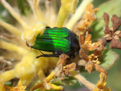 Leucocelis haemorrhoidalis