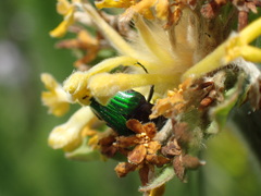 Leucocelis haemorrhoidalis