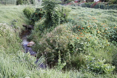Cyperus textilis