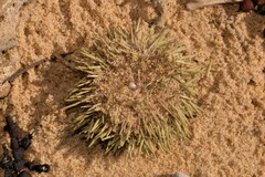 Heliocidaris erythrogramma