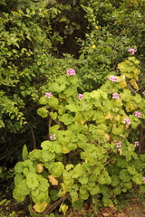 Pelargonium zonale