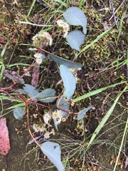 Eucalyptus polyanthemos