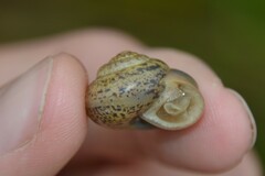 Fruticicola fruticum