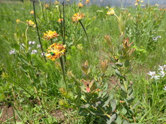 Lasiosiphon kraussianus