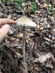 Macrolepiota colombiana