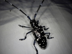 Anoplophora chinensis