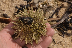 Heliocidaris erythrogramma