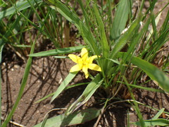Hypoxis angustifolia