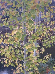 Populus grandidentata