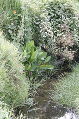 Alisma plantago-aquatica