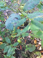 Impatiens pallida
