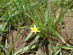 Hypoxis angustifolia