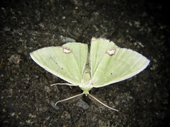 Comibaena procumbaria