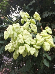 Koelreuteria paniculata