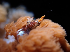 Nembrotha