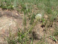 Schizocarphus nervosus