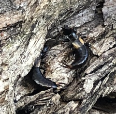 Forficula auricularia