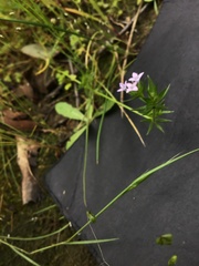 Sherardia arvensis