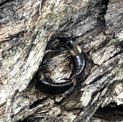 Forficula auricularia