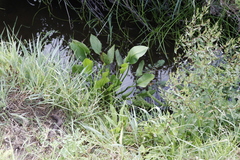 Alisma plantago-aquatica