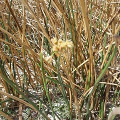 Schoenoplectus californicus
