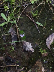 Sherardia arvensis