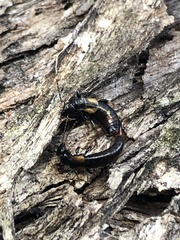 Forficula auricularia