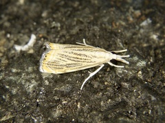 Flavocrambus striatellus