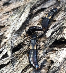Forficula auricularia