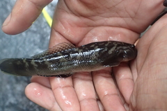 Sicyopterus