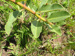 Pachycarpus asperifolius