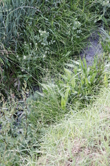 Alisma plantago-aquatica