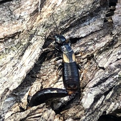 Forficula auricularia