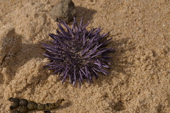 Heliocidaris erythrogramma