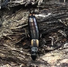 Forficula auricularia